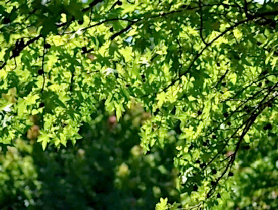 Köyceğiz Hakkında