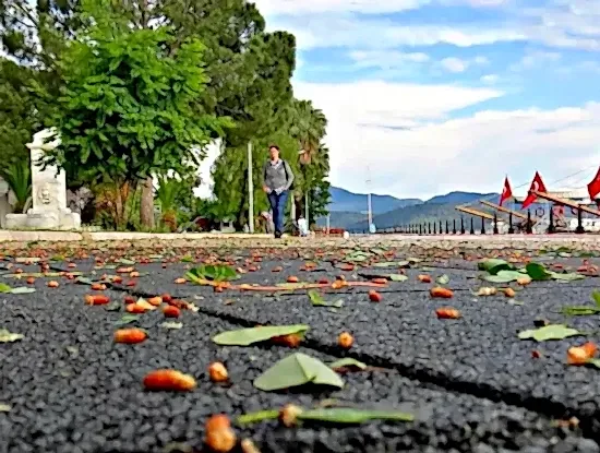 Köyceğiz Hakkında