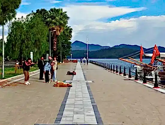 Köyceğiz Fotoğrafları