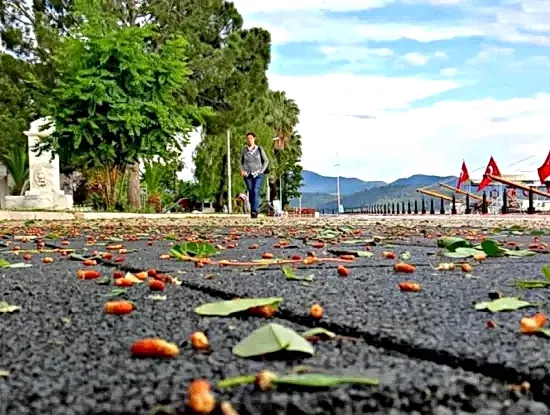Köyceğiz Fotoğrafları