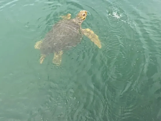Köyceğiz Hakkında