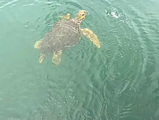 Köyceğiz Fotoğrafları