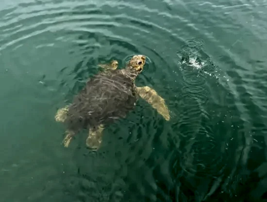 Erçin Boat - Köyceğiz Tekne Turu