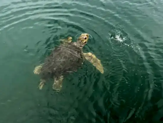 Köyceğiz Dalyan Çamur Banyosu Tekne Turu.