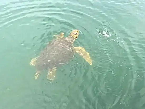 Köyceğiz Tekne Turu Fiyatları